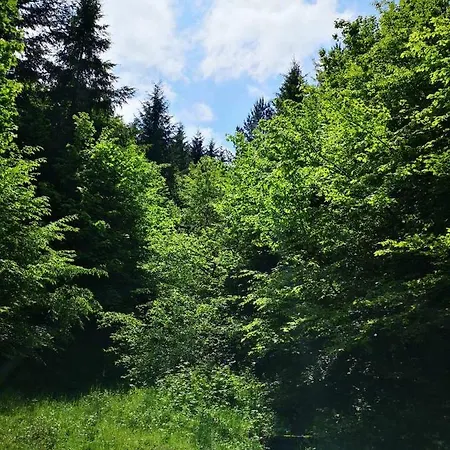 Malina Donja Rastelica